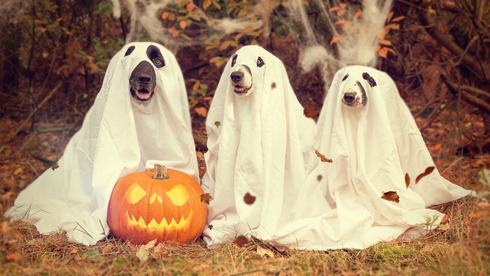 A Pet Parent’s Guide to Fall (& Halloween!) | Mason Dixon