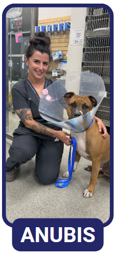 Anubis