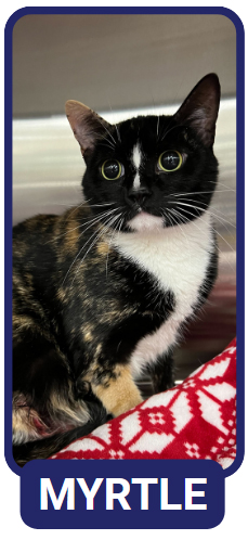 Myrtle
